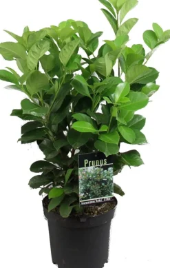 Best Kirschlorbeer (Prunus laurocerasus 'Rotundifolia') D 17 H 40 cm Immergrüne Pflanzen|Winterharte Pflanzen