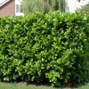 New Kirschlorbeer (Prunus laurocerasus 'Etna') D 32 H 200 cm Heckenpflanzen|Immergrüne Pflanzen