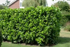 Sale Kirschlorbeer (Prunus laurocerasus 'Etna') PBR Heckenpflanzen|Immergrüne Pflanzen