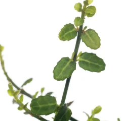 Kleinblättrige Kriechspindel (Euonymus fortunei 'Minimus') Immergrüne Pflanzen|Spindelstrauch