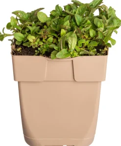 Clearance Kleine Braunelle (Prunella vulgaris) D 11 H 10 cm Winterharte Pflanzen|Bodendecker