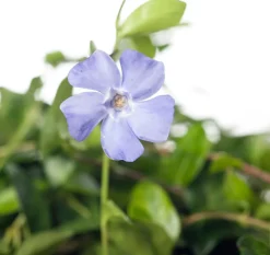 Hot Kleines Immergrün (Vinca minor) D 9 cm Blühende Pflanzen|Pflanzen Für Schatten