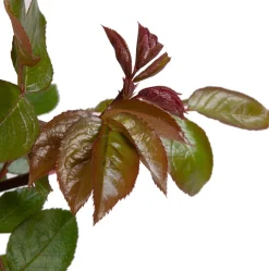 Sale Kletterrose (Rosa 'Compassion') Immergrüne Pflanzen|Rosen