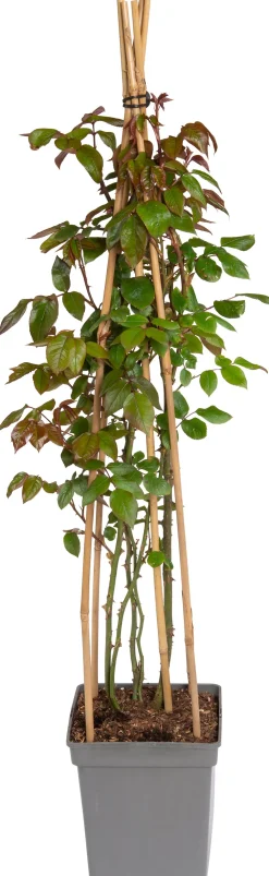 Clearance Kletterrose (Rosa 'Händel') Immergrüne Pflanzen|Rosen