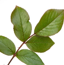 Clearance Kletterrose (Rosa 'Händel') Immergrüne Pflanzen|Rosen