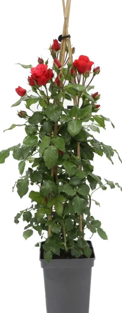 Kletterrose (Rosa 'Jive Courtyard') D 23 H 70 cm Blühende Pflanzen|Winterharte Pflanzen