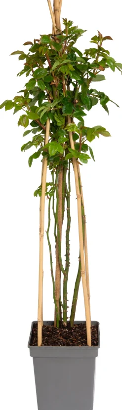 New Kletterrose (Rosa 'Lichtkönigin Lucia') Immergrüne Pflanzen|Rosen