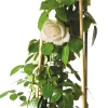 New Kletterrose (Rosa 'New Dawn') D 23 H 35 cm Rosen
