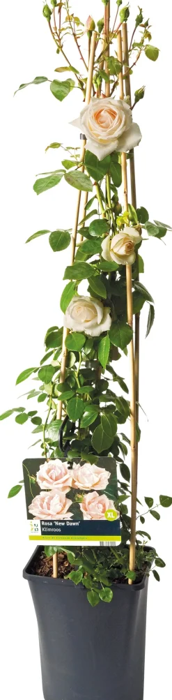 New Kletterrose (Rosa 'New Dawn') D 23 H 35 cm Rosen