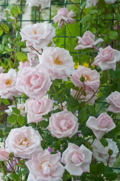 New Kletterrose (Rosa 'New Dawn') D 23 H 35 cm Rosen