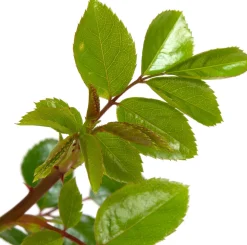 New Kletterrose (Rosa 'New Dawn') D 23 H 35 cm Rosen