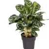 Best Kolbenfaden (Aglaonema 'Amazon Silver') D 19 H 45 cm Luftreinigende Pflanzen|Grünpflanzen