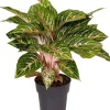 Kolbenfaden (Aglaonema 'Coco Melon') D 19 H 45 cm Luftreinigende Pflanzen|Grünpflanzen