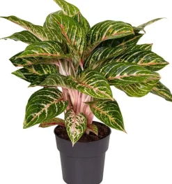 Kolbenfaden (Aglaonema 'Coco Melon') D 19 H 45 cm Luftreinigende Pflanzen|Grünpflanzen