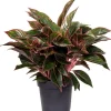 Hot Kolbenfaden (Aglaonema 'Jungle Red') D 19 H 45 cm Luftreinigende Pflanzen|Grünpflanzen