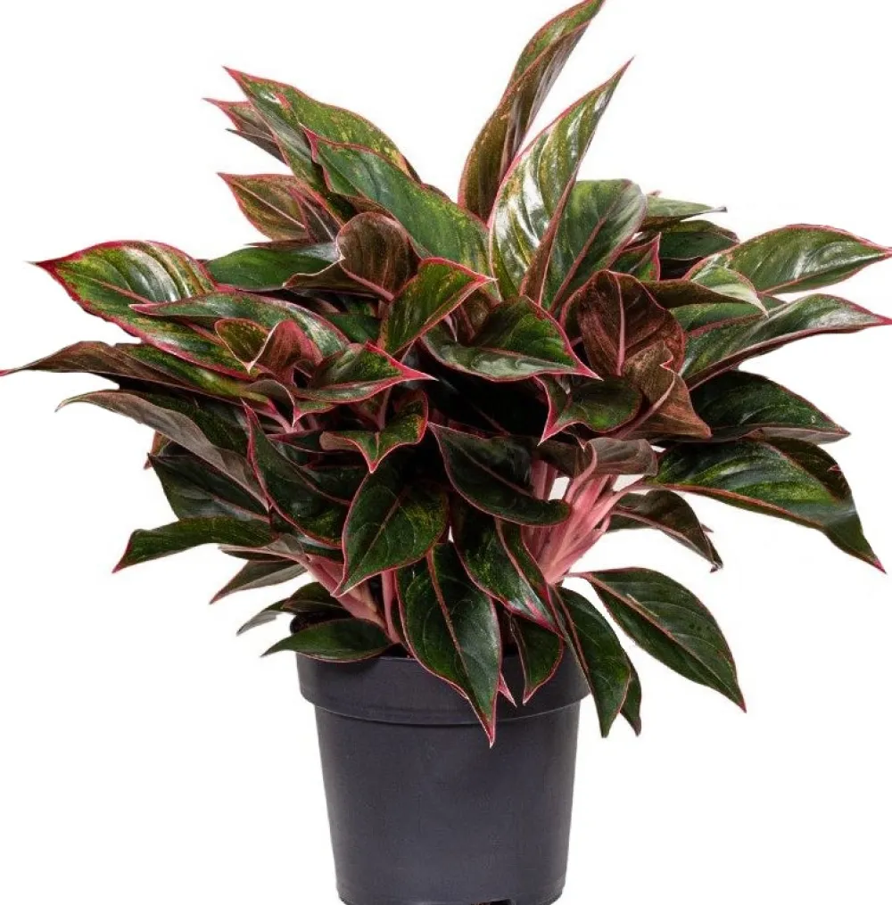 Hot Kolbenfaden (Aglaonema 'Jungle Red') D 19 H 45 cm Luftreinigende Pflanzen|Grünpflanzen
