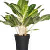 Discount Kolbenfaden (Aglaonema 'Keylime') D 24 H 70 cm Luftreinigende Pflanzen|Grünpflanzen