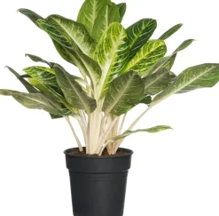 Discount Kolbenfaden (Aglaonema 'Keylime') D 24 H 70 cm Luftreinigende Pflanzen|Grünpflanzen