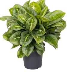 New Kolbenfaden (Aglaonema 'Lemon Mint') D 19 H 45 cm Luftreinigende Pflanzen|Grünpflanzen