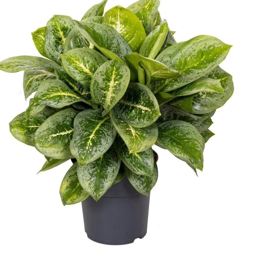 New Kolbenfaden (Aglaonema 'Lemon Mint') D 19 H 45 cm Luftreinigende Pflanzen|Grünpflanzen