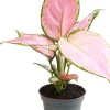 Discount Kolbenfaden (Aglaonema 'Red Zircon') D 6 H 15 cm Kleine Zimmerpflanzen|Luftreinigende Pflanzen