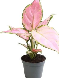 Discount Kolbenfaden (Aglaonema 'Red Zircon') D 6 H 15 cm Kleine Zimmerpflanzen|Luftreinigende Pflanzen