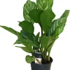 Discount Kolbenfaden (Aglaonema 'Stripes') D 17 H 60 cm Luftreinigende Pflanzen|Grünpflanzen