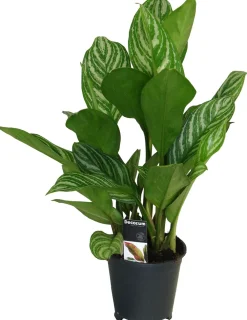 Discount Kolbenfaden (Aglaonema 'Stripes') D 17 H 60 cm Luftreinigende Pflanzen|Grünpflanzen
