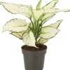 Discount Kolbenfaden (Aglaonema 'White Joy') D 12 H 35 cm Grünpflanzen|Aglaonema