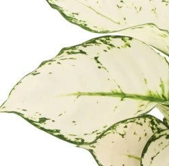 Discount Kolbenfaden (Aglaonema 'White Joy') D 12 H 35 cm Grünpflanzen|Aglaonema