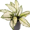 Outlet Kolbenfaden (Aglaonema 'White Kiwi') D 12 H 35 cm Luftreinigende Pflanzen|Grünpflanzen