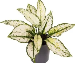 Outlet Kolbenfaden (Aglaonema 'White Kiwi') D 12 H 35 cm Luftreinigende Pflanzen|Grünpflanzen