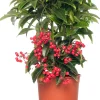 Best Korallenbeere (Ardisia crenata 'Bos Premium') D 14 H 40 cm Blühende Zimmerpflanzen