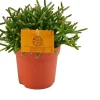 Sale Korallenkaktus (Rhipsalis burchelli) D 10,5 H 15 cm Kleine Zimmerpflanzen|Für Sonne
