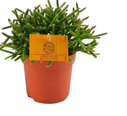 Sale Korallenkaktus (Rhipsalis burchelli) D 10,5 H 15 cm Kleine Zimmerpflanzen|Für Sonne