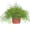 Korallenkaktus (Rhipsalis cassutha) D 10,5 H 15 cm Kleine Zimmerpflanzen|Für Schatten