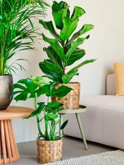 Korb Elias D 16,5 H 17 cm braun Pflanzkörbe|Blumentöpfe & Pflanzgefäße