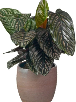 Discount Korbmarante (Calathea sanderiana 'Ornata') D 19 H 80 cm Luftreinigende Pflanzen|Grünpflanzen
