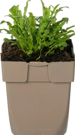 Hot Kornblume (Centaurea jacea) D 11 H 15 cm Winterharte Pflanzen|Blühende Pflanzen