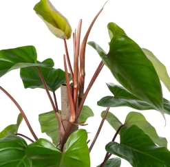 Outlet Kratiste nachhaltige Kletterstange D 4 H 75 cm Rankhilfen|Pflanzenstützen