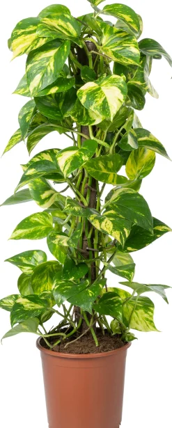 Outlet Kratiste nachhaltige Kletterstange D 4 H 75 cm Rankhilfen|Pflanzenstützen