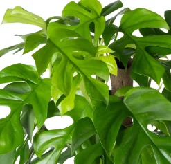 Outlet Kratiste nachhaltige Kletterstange D 4 H 75 cm Rankhilfen|Pflanzenstützen