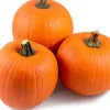 Best Kürbis (Cucurbita 'Halloween') D 15 cm Pflanzen Für Schatten|Einjährige Pflanzen