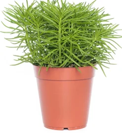 Sale Kreuzkraut (Senecio archeri 'Himalaya') D 12 cm H 15 cm Kleine Zimmerpflanzen|Kakteen & Sukkulenten