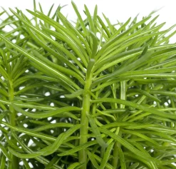 Sale Kreuzkraut (Senecio archeri 'Himalaya') D 12 cm H 15 cm Kleine Zimmerpflanzen|Kakteen & Sukkulenten