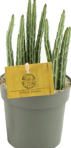 Best Kreuzkraut (Senecio stapiloformis) D 10,5 H 15 cm Kleine Zimmerpflanzen|Für Sonne