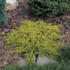 Kriechender Wacholder (Juniperus horizontalis 'Golden Carpet') Immergrüne Pflanzen|Koniferen