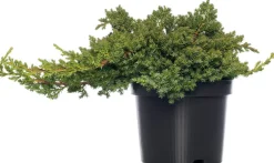 Kriechender Wacholder (Juniperus procumbens 'Nana') D 17 H 20 cm Immergrüne Pflanzen|Winterharte Pflanzen