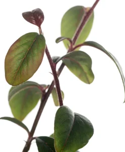 Best Kriechmispel (Cotoneaster Dammeri) Blühende Pflanzen|Immergrüne Pflanzen