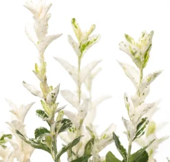 Best Kriechspindel (Euonymus fortunei 'Harlequin') D 17 cm Immergrüne Pflanzen|Spindelstrauch